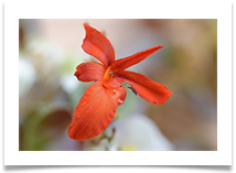9 -Attempts at macro (macro - focus stacked) - Bill Rigby